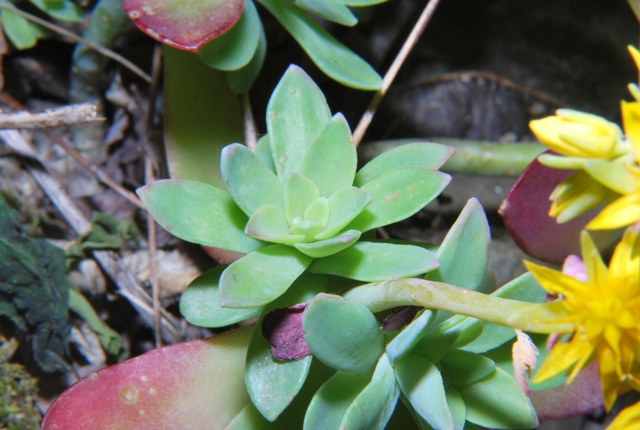 Sedum palmeri / Borracina di Palmer